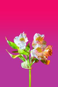 Gardening Projects Help Children Flower
