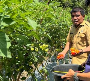 Poktan Bina Tani Panen Tomat 800 Kg di Kelurahan Tubo
