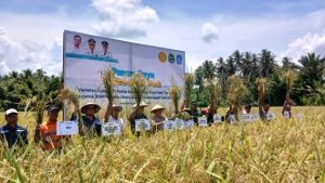 Kolaborasi NHM dan Petani Kao Barat: Menuju Kemandirian Pangan di Maluku Utara