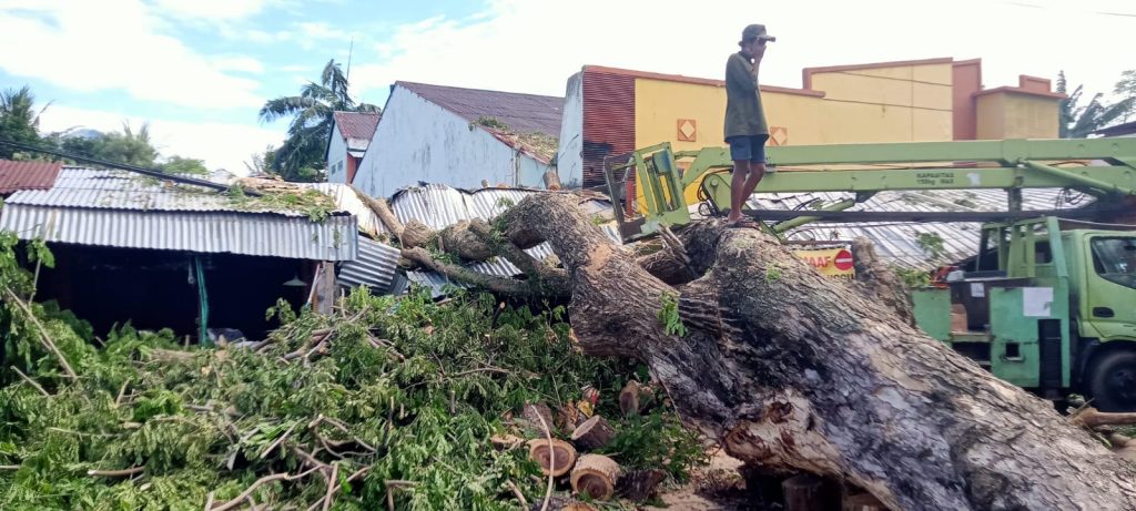 Pohon Tumbang di Ternate Lukai Anak, Warga Minta Pemkot Bertindak Cepat
