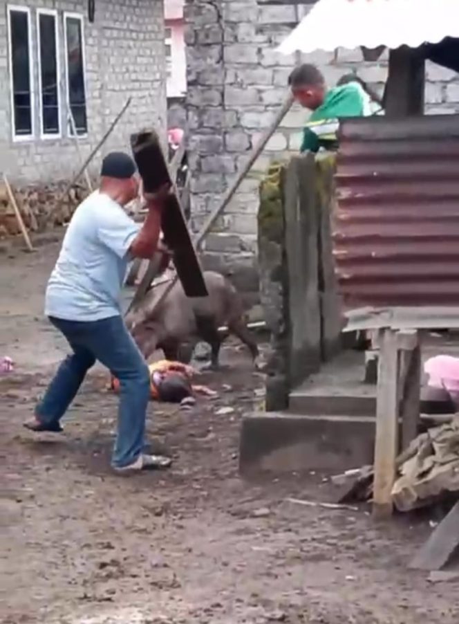 
 Babi Hutan Mengamuk di Ternate, Ibu dan Anak Jadi Korban