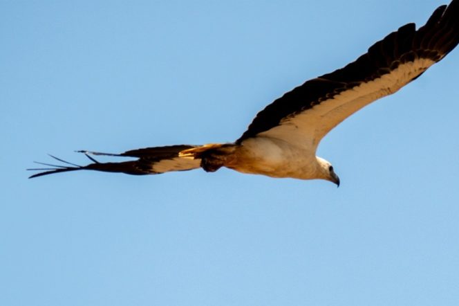 
 Flora dan Fauna Obi Bangkit: Harita Nickel Jaga Alam Lewat Pemantauan dan Edukasi