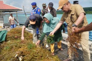 Panen Rumput Laut di Obi: Harapan Tumbuh dari Laut