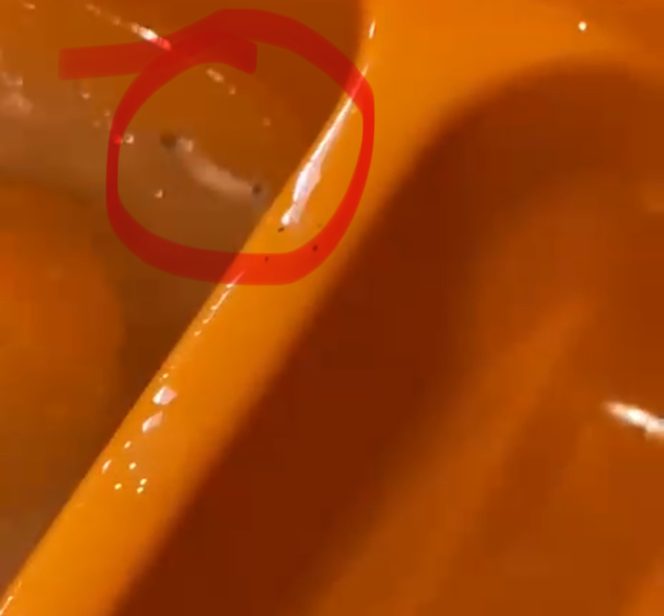 
 Geger! Makanan MBG di MTs Ternate Ditemukan Berulat, Sekolah Minta Hentikan Sementara