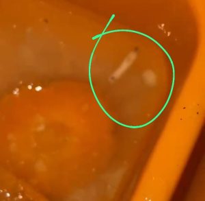 Orang Tua Siswa Protes Temuan Belatung di Menu MBG Sekolah