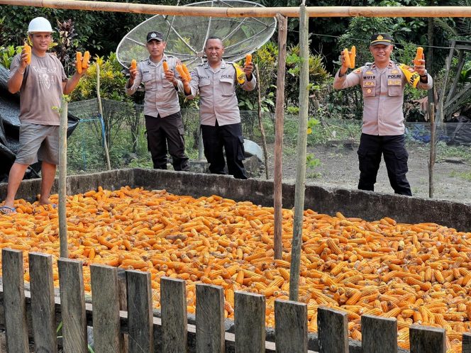 
 Polsek Ibu Panen Jagung Kuartal III, Tegaskan Dukungan Ketahanan Pangan