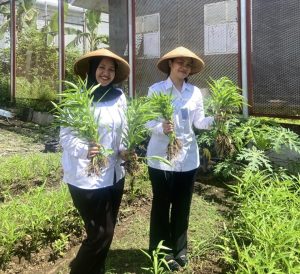 Lapas Perempuan Ternate Panen Kangkung, Dukung Program Ketahanan Pangan Nasional