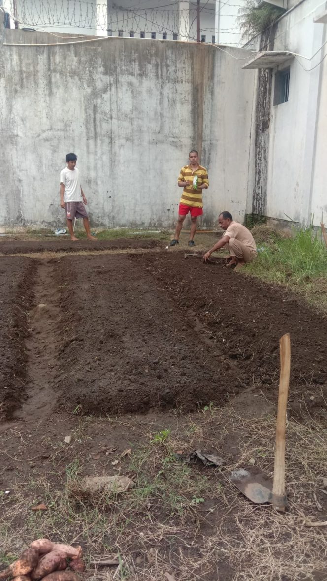 
 Warga Binaan Rutan Ternate Dilatih Bertani Tomat dan Cabai