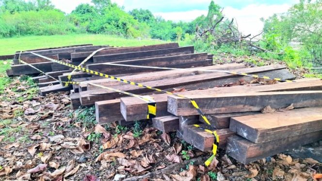
 Jejak Gelap Kayu Eboni Morotai: Polairud Polda Malut Siap Bongkar Jaringan Ilegal