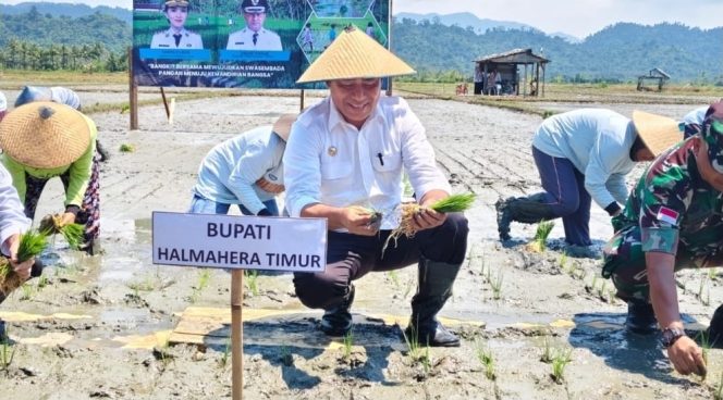 
 Saat Petani Menanti Traktor: Asa Swasembada dari Sawah Haltim