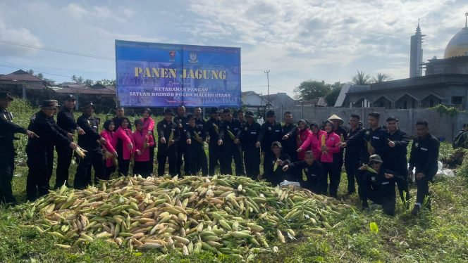 
 Sat Brimob Polda Malut Panen 3 Ton Jagung, Hasilnya Dibagikan kepada Masyarakat