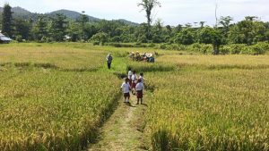 Harita Nickel Gencarkan Sosialisasi Swasembada Pangan di Obi, Halmahera Selatan   