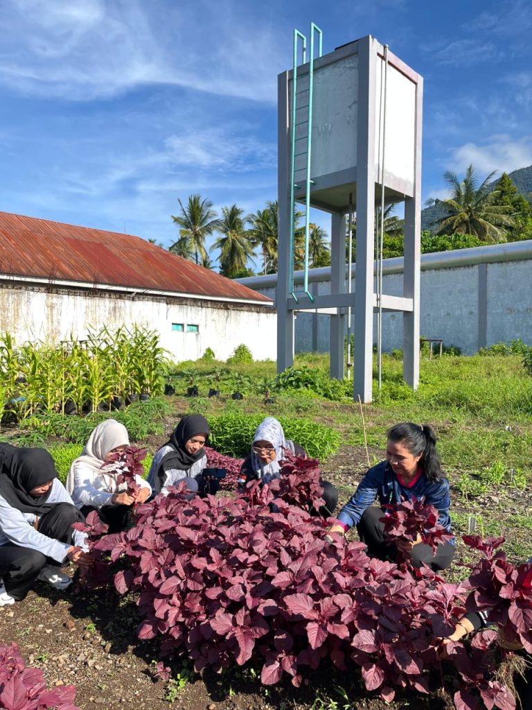 Awal Tahun 2026, Lapas Perempuan Ternate Panen Sayur Dukung Asta Cita Menimipas