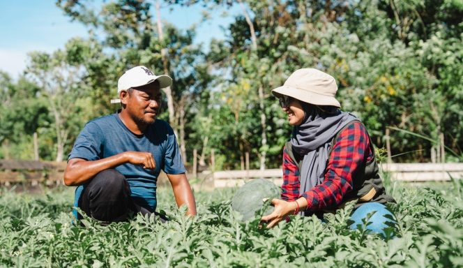 
 Dari Lahan 2 Hektare ke Pasar Tambang: Kolaborasi Tani–Industri di Obi