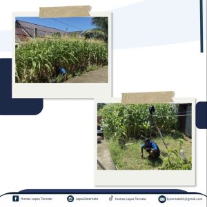 Warga Binaan Lapas Ternate Panen Kemandirian Lewat Budidaya Jagung