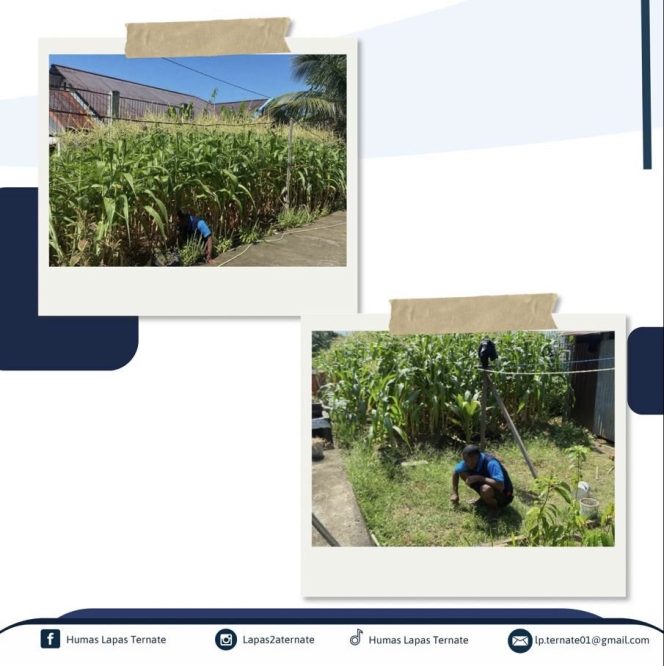 
 Warga Binaan Lapas Ternate Panen Kemandirian Lewat Budidaya Jagung