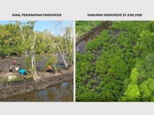 Kolaborasi NHM dan Warga Kao Berbuah Manis, Pembibitan Mangrove Capai 4.300 Bibit
